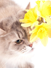 Funny cat with daffodil