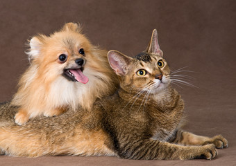 Cat and puppy  in studio