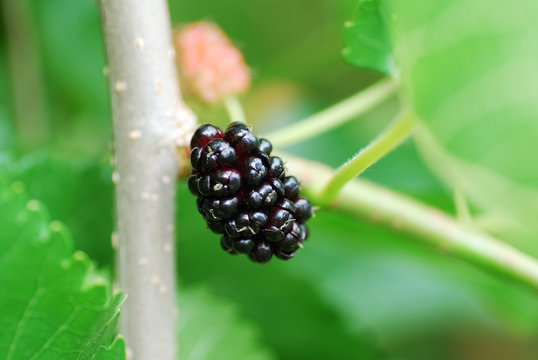 schwarze maulbeere