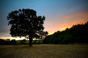 Naklejka premium oak tree sunset