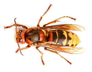 European hornet, Vespa crabro