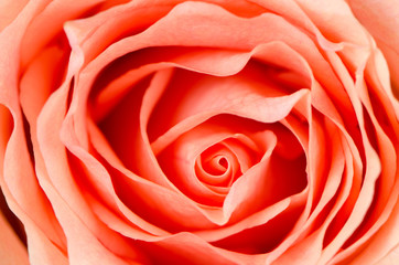 Orange rose flower