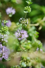 ペニーロイヤルミント