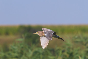 Night Heron immature in flight / Nycticorrax nycticorax