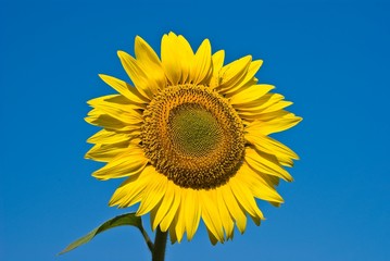 alone sunflower on a blue sky background
