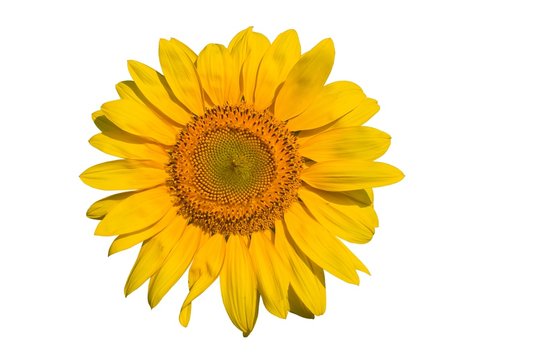 closeup sunflower on a white background