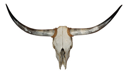 Fototapeta premium Longhorn Skull
