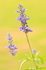 Blue tropical flower in green background
