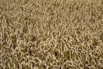 Roggenfeld