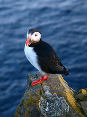 puffin