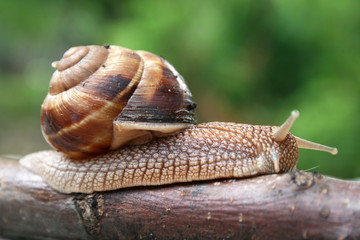 snail