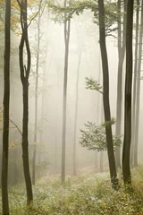 Wandcirkels aluminium Misty autumn beech forest © Aniszewski