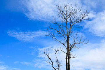 Leafless tree and blue sky