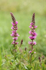 lythrum salicaria