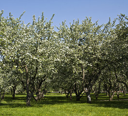 Apple garden