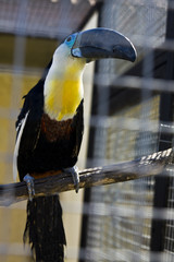 Channel-billed toucant