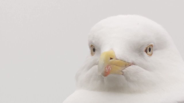 m&ouml;we