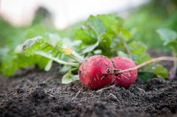 Fresh organic radish