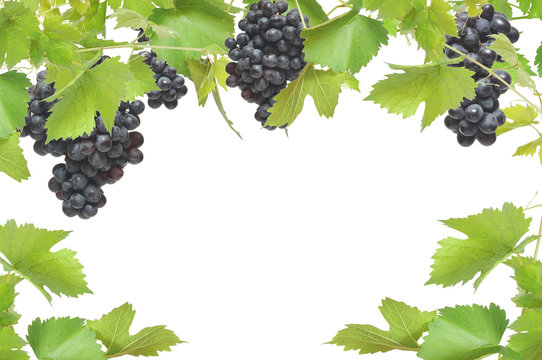 Fresh grapevine frame with black grapes,
