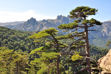 Obraz premium larucio