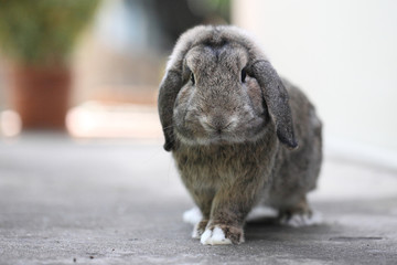 cute lop rabbit bunny in close up