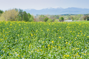 Obraz premium 菜の花畑