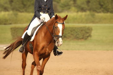 Trotting horse