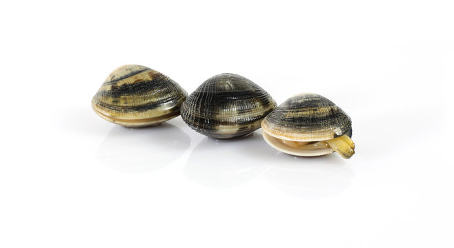 Vongole fresche - Fresh clams