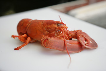Homard