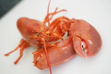 Homard