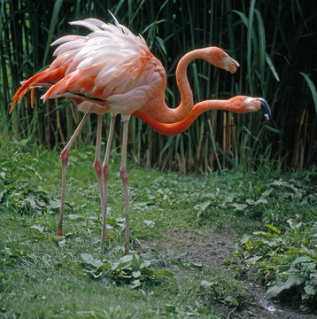 Flamingos_111826