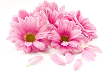 Wandcirkels tuinposter roze bloem © Peredniankina