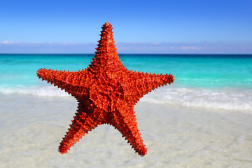 Fototapeta na wymiar starfish isolated in a tropical turquoise beach