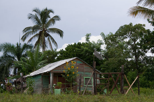 Baracca dominicana
