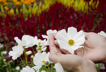 woman hold the white flower