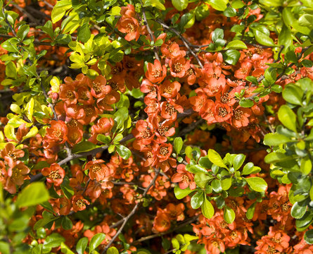 Branch of guince tree