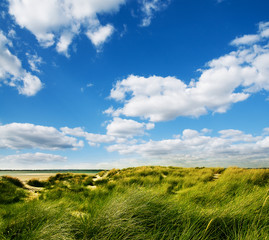 grass dunes