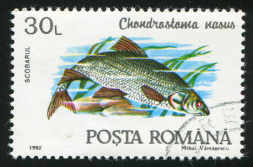Chondrostoma nasus
