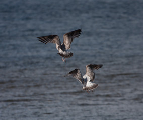 Birds flying