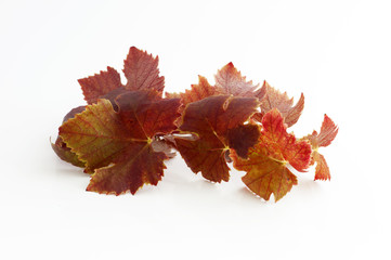 Feuille de vigne couleur automne