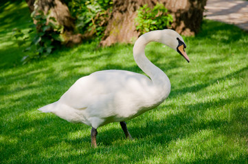 White Swan