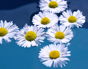 wet daisy flower closeup