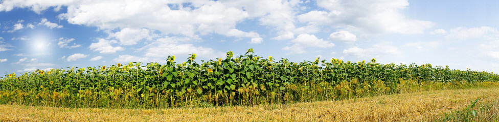 Fototapeta na wymiar Wonderful panoramic view field of sunflowers by summertime.