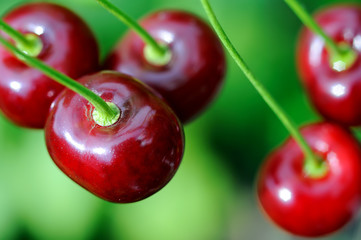 close-up of the ripe cherries