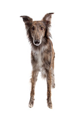 Silken Windhound