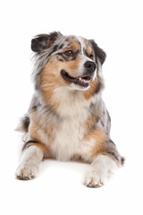 Australian Shepherd