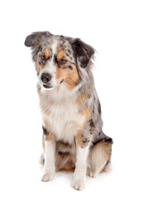 Fototapeta premium Australian Shepherd