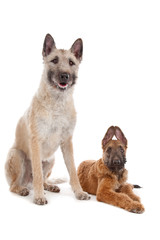 two Belgian shepherd dogs