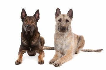 two Belgian shepherd dogs