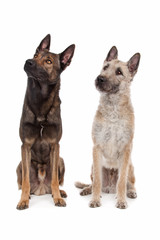 two Belgian shepherd dogs